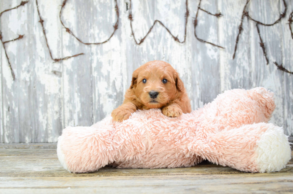 Popular Mini Goldendoodle Poodle Mix Pup