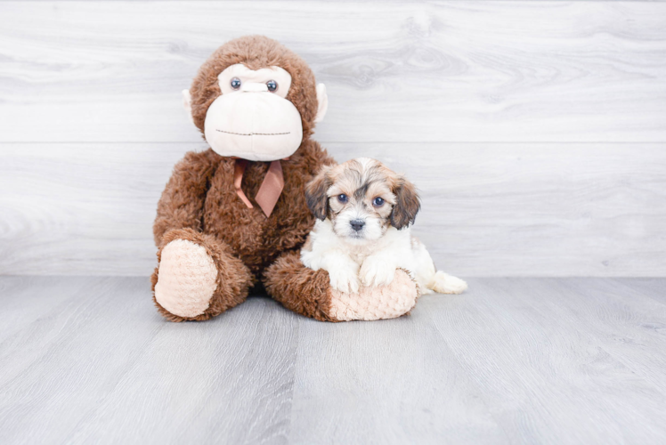 Best Cavachon Baby