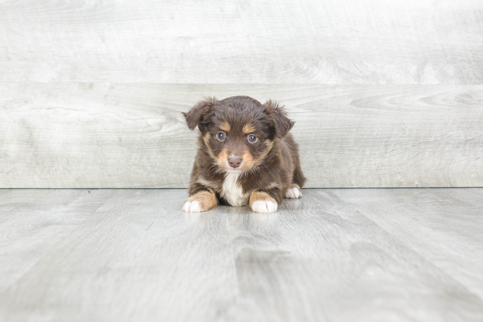 Mini Aussiedoodle Puppy for Adoption