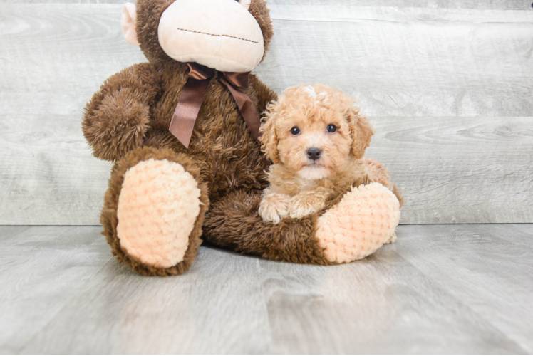 Cavapoo Pup Being Cute