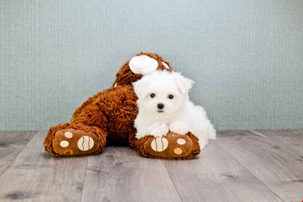 Sweet Maltese Purebred Puppy