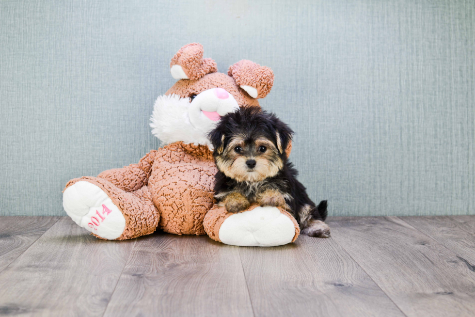 Fluffy Morkie Designer Pup