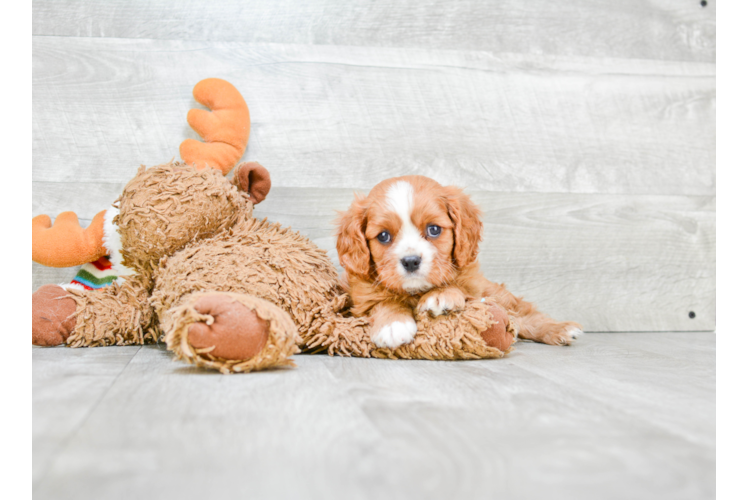 Cavalier King Charles Spaniel Pup Being Cute