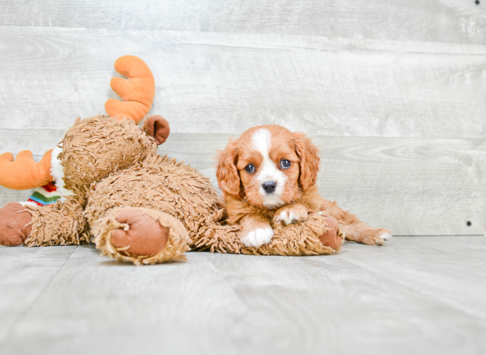 Cavalier King Charles Spaniel Pup Being Cute