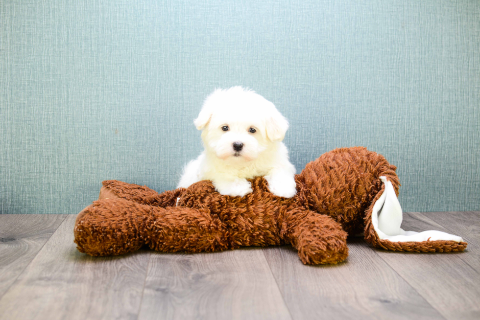 Funny Maltese Purebred Pup