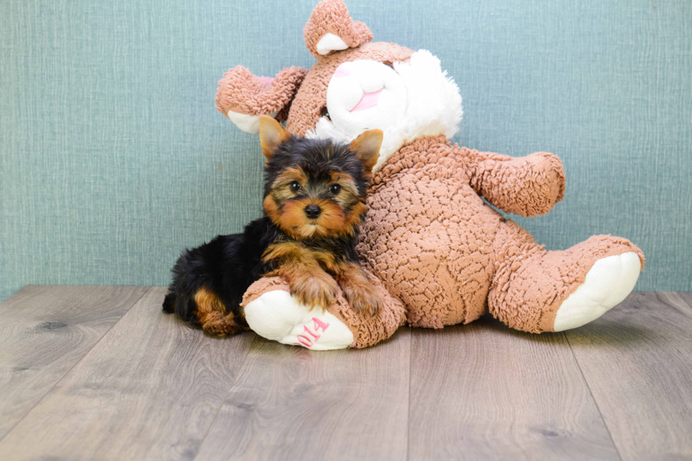 Meet Sebastian - our Yorkshire Terrier Puppy Photo 