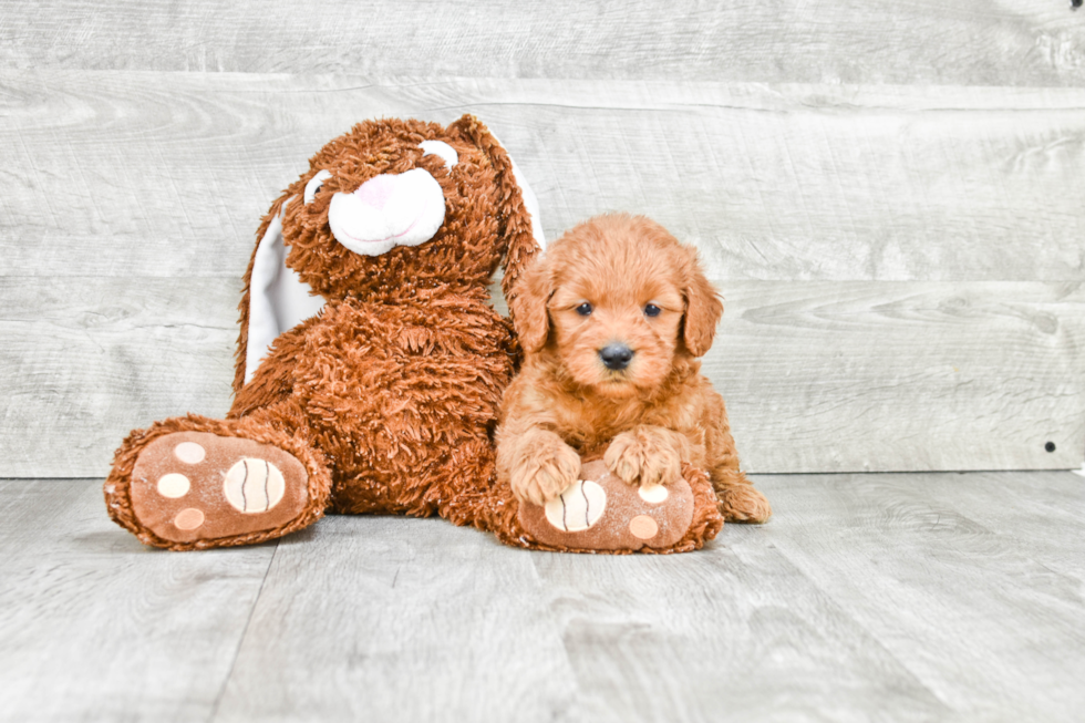 Smart Mini Goldendoodle Poodle Mix Pup