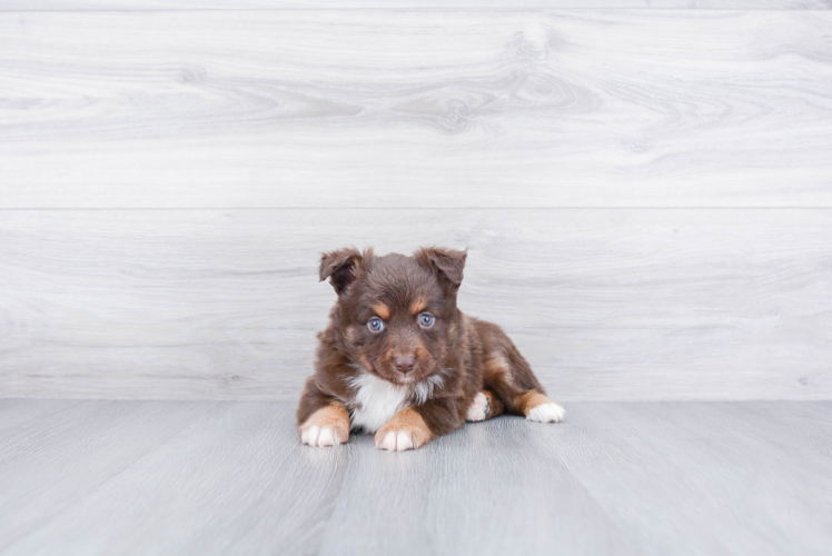 Mini Aussiedoodle Pup Being Cute