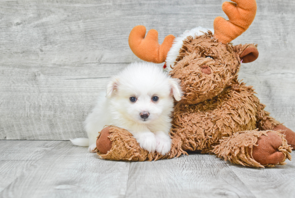 Maltipom Pup Being Cute