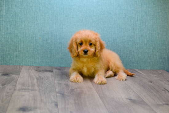 Mini Goldendoodle Pup Being Cute