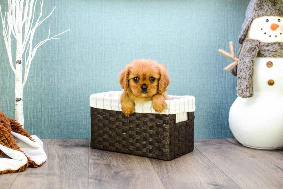 Playful Cavalier King Charles Spaniel Baby