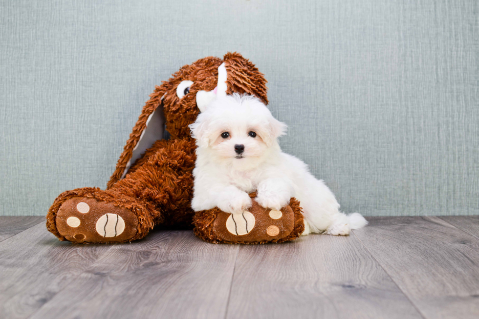 Smart Maltipoo Poodle Mix Pup