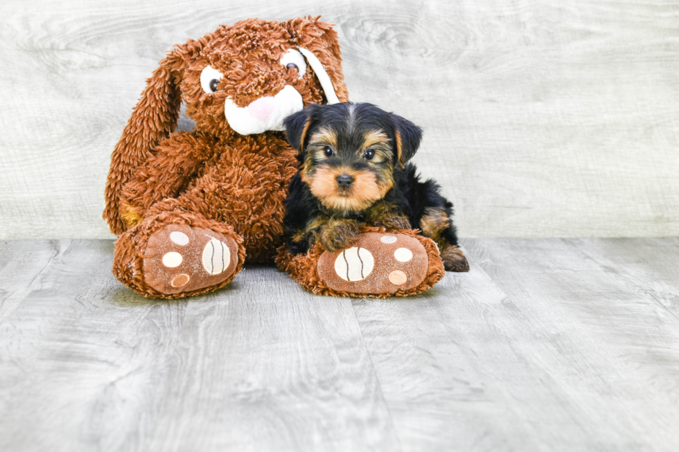 Meet Jeremy - our Yorkshire Terrier Puppy Photo 