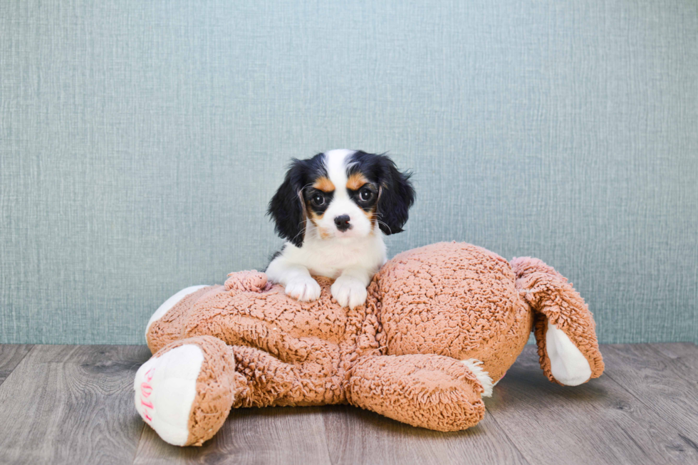 Cavalier King Charles Spaniel Puppy for Adoption