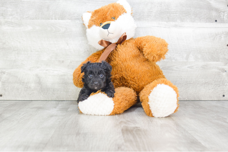 Mini Aussiedoodle Puppy for Adoption