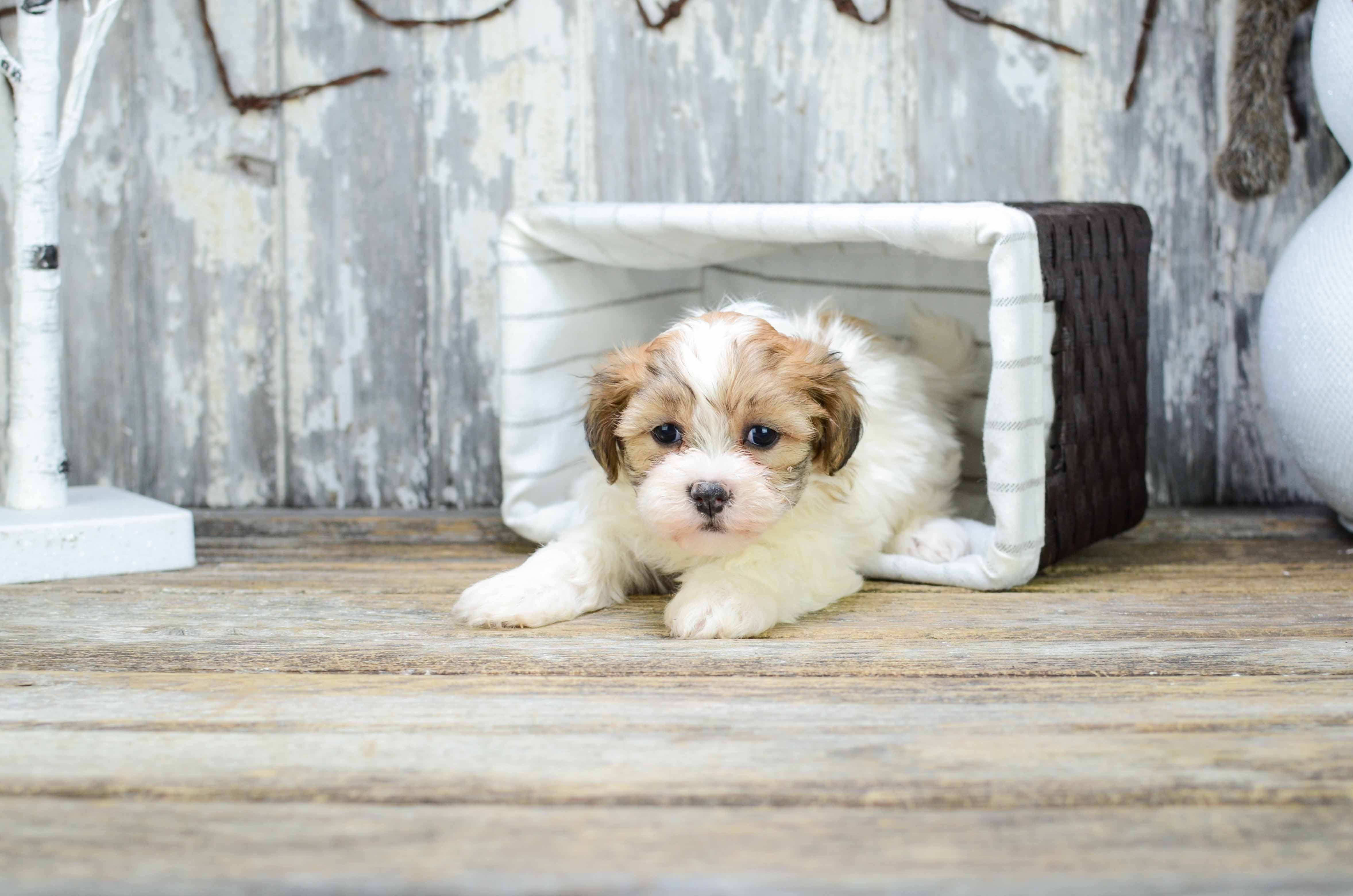 Teddy Bear Pup Being Cute