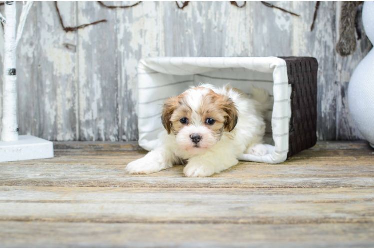 Teddy Bear Pup Being Cute