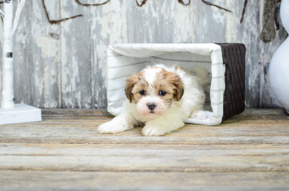 Teddy Bear Pup Being Cute