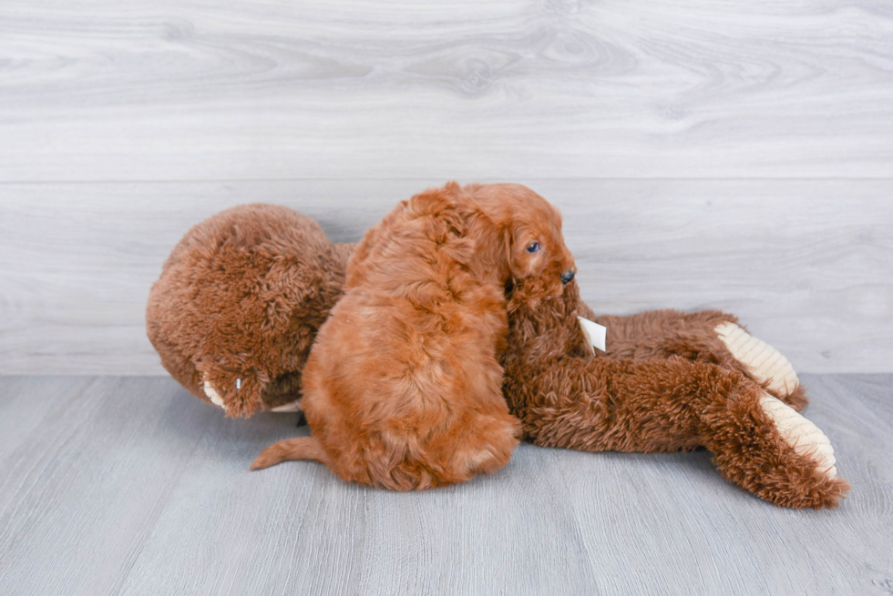 Sweet Mini Goldendoodle Baby