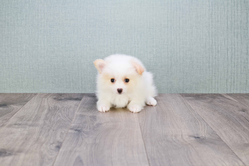 Cute Pomeranian Purebred Puppy