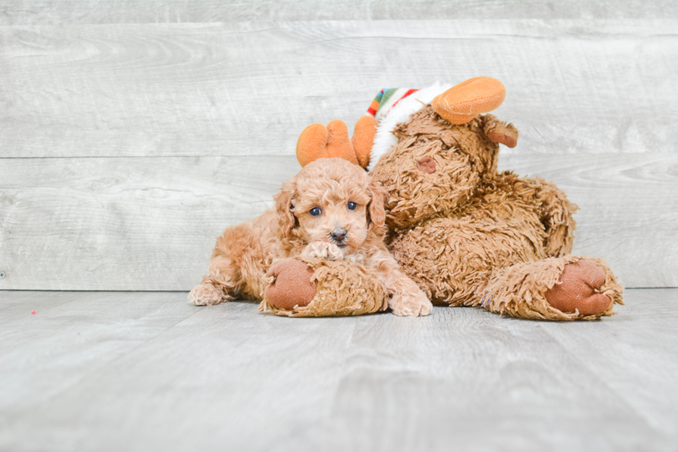 Popular Poodle Baby