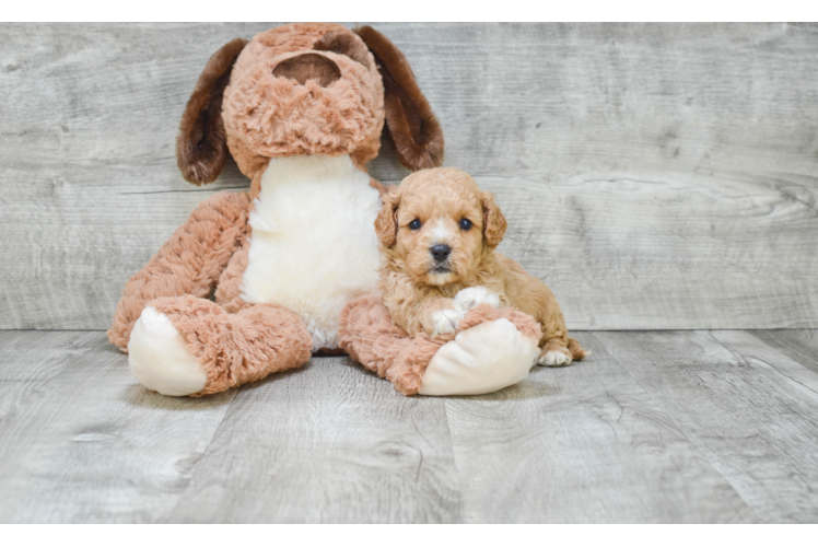 Cavapoo Pup Being Cute