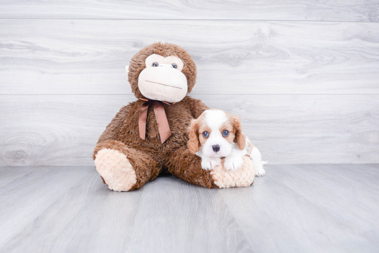 Cavalier King Charles Spaniel Puppy for Adoption