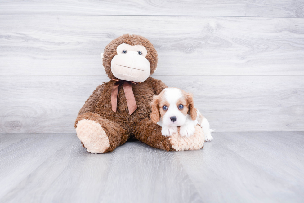 Cavalier King Charles Spaniel Puppy for Adoption