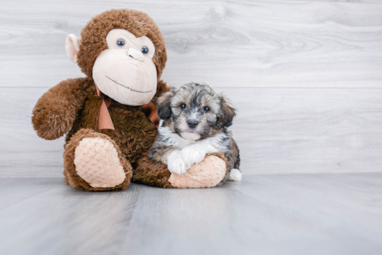 Mini Aussiedoodle Puppy for Adoption