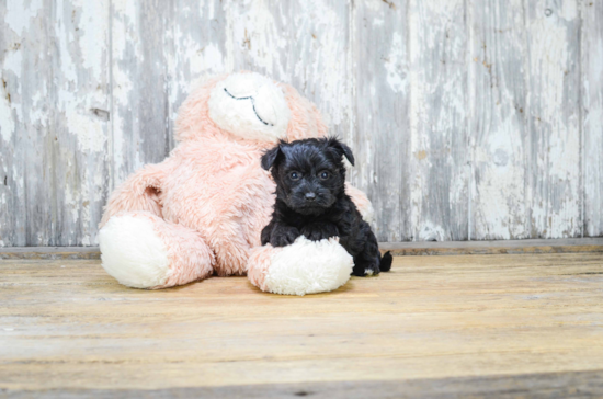 Funny Yorkie Poo Poodle Mix Pup