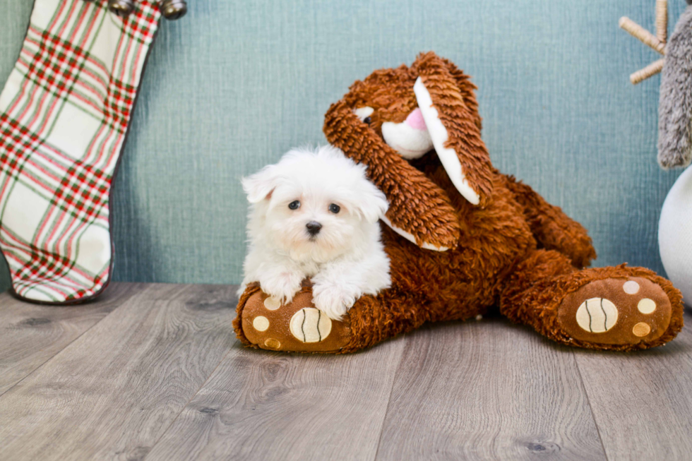 Cute Maltese Purebred Puppy