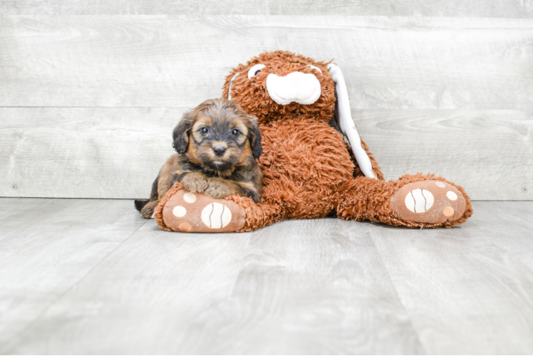 Mini Bernedoodle Puppy for Adoption