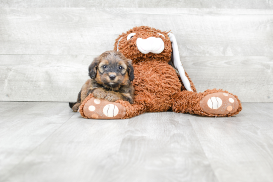 Mini Bernedoodle Puppy for Adoption