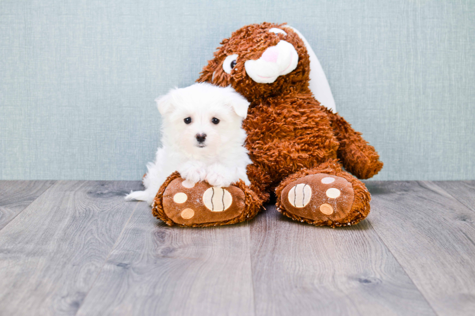 Maltese Pup Being Cute