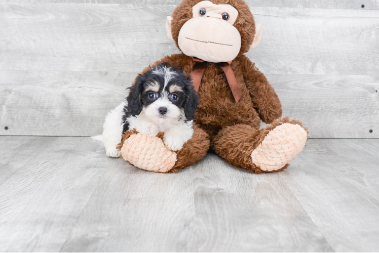 Cavachon Pup Being Cute