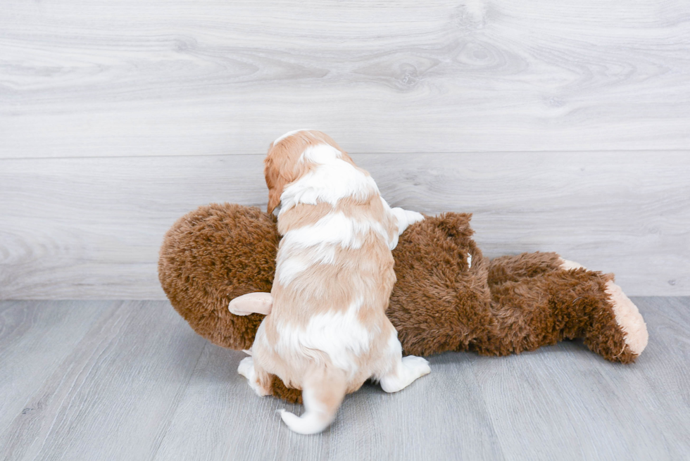 Popular Cavalier King Charles Spaniel Baby