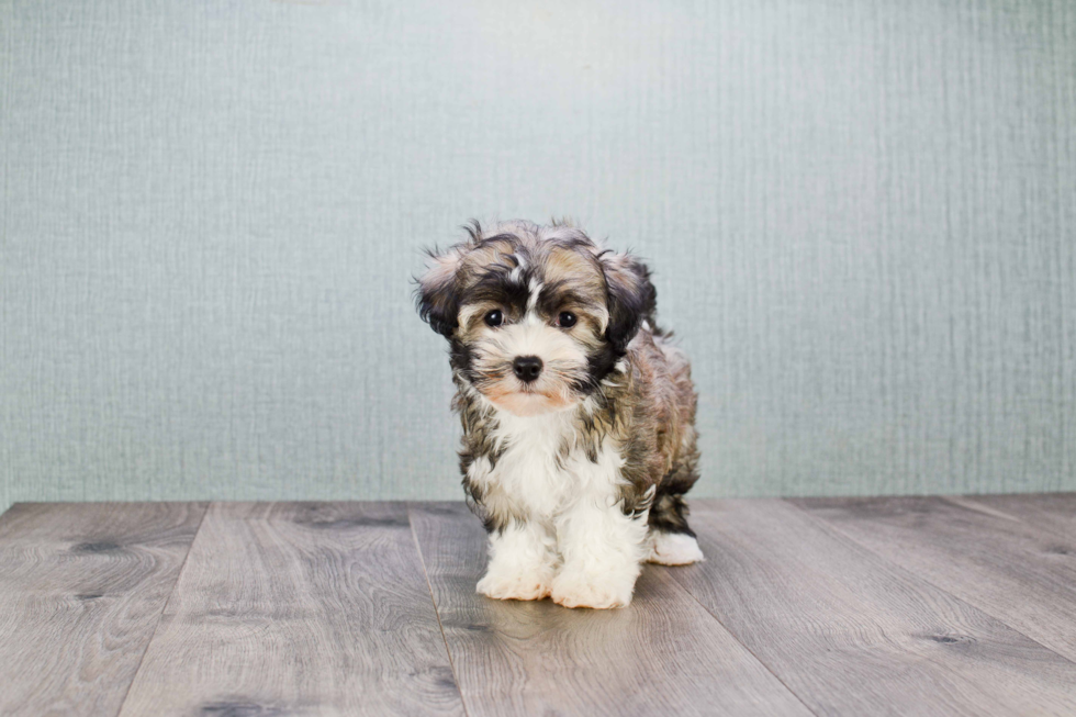 Akc Registered Havanese Baby