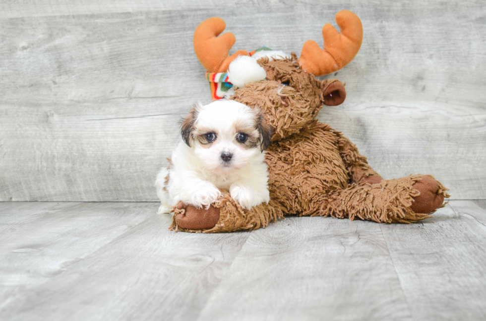 Cute Teddy Bear Baby