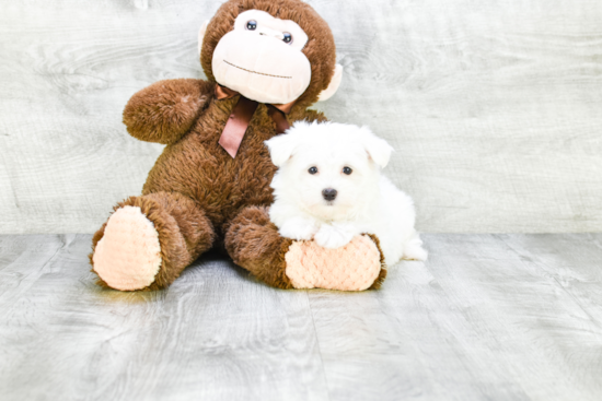 Energetic Maltese Purebred Puppy