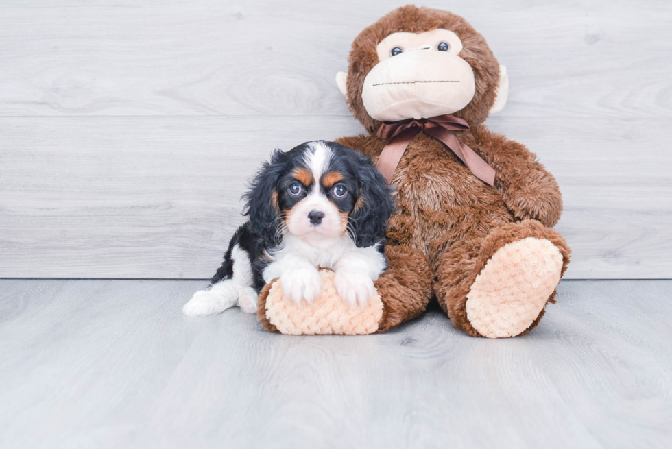 Cavalier King Charles Spaniel Puppy for Adoption