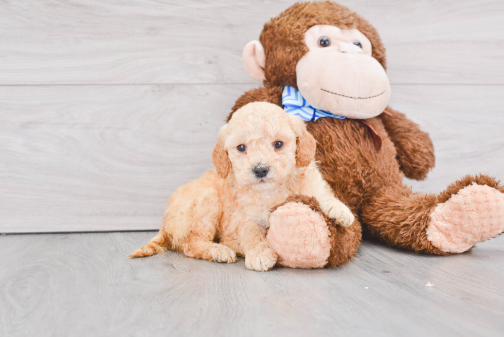 Best Mini Goldendoodle Baby