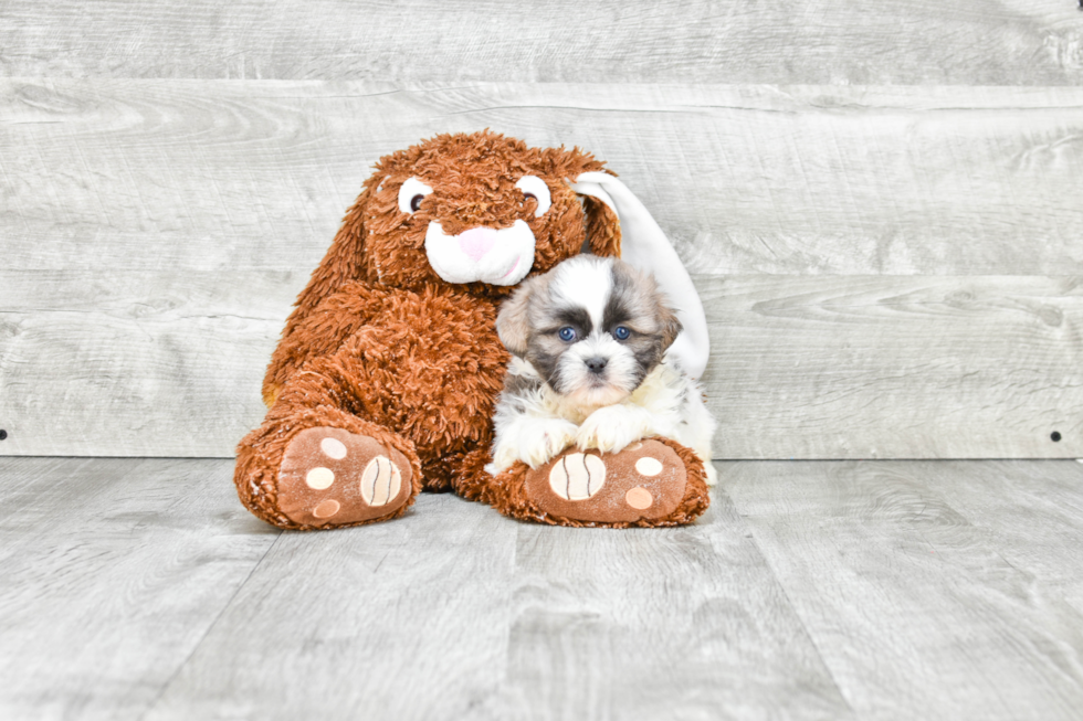 Teddy Bear Pup Being Cute