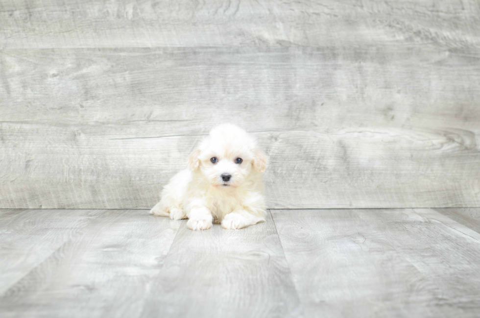 Friendly Havanese Purebred Pup