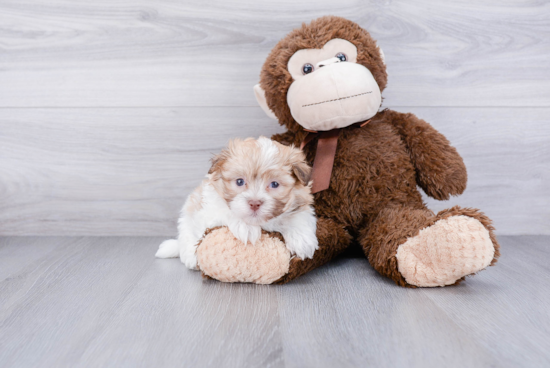 Funny Havanese Purebred Pup