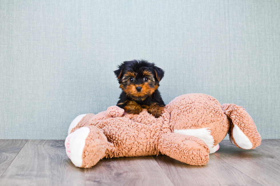 Meet Nugget - our Yorkshire Terrier Puppy Photo 