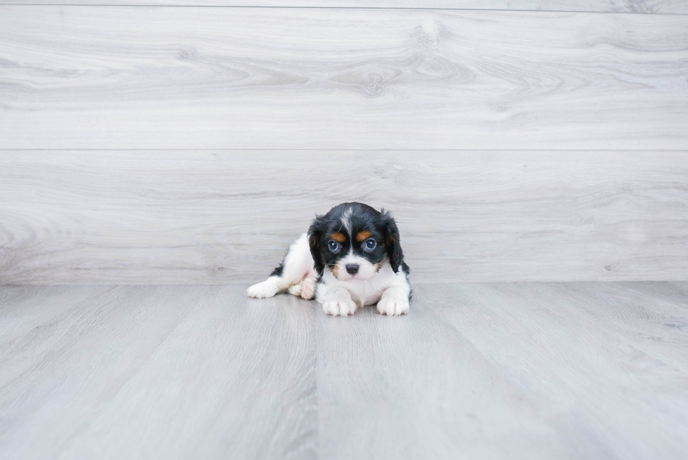 Cavalier King Charles Spaniel Pup Being Cute