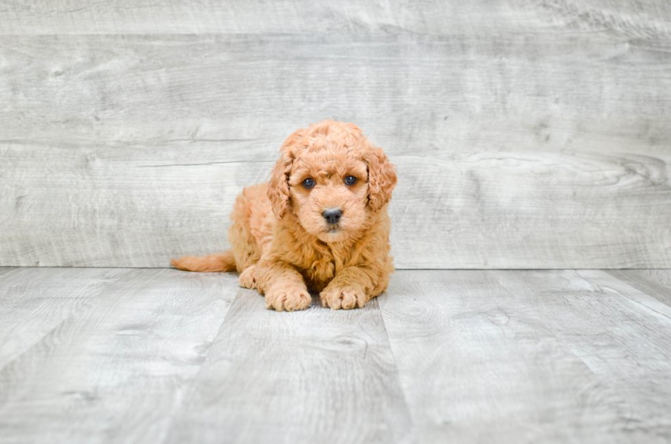 Playful Golden Retriever Poodle Mix Puppy