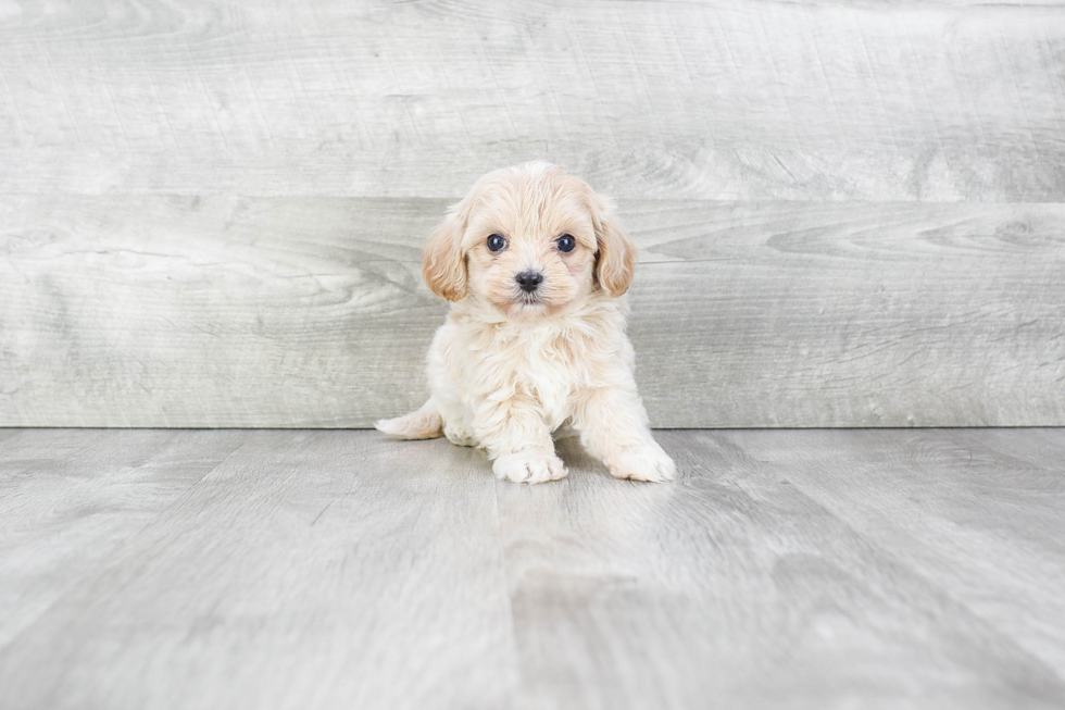 Maltipoo Puppy for Adoption