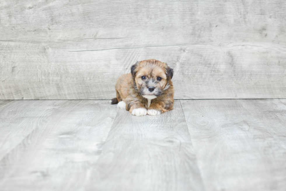 Funny Havanese Baby