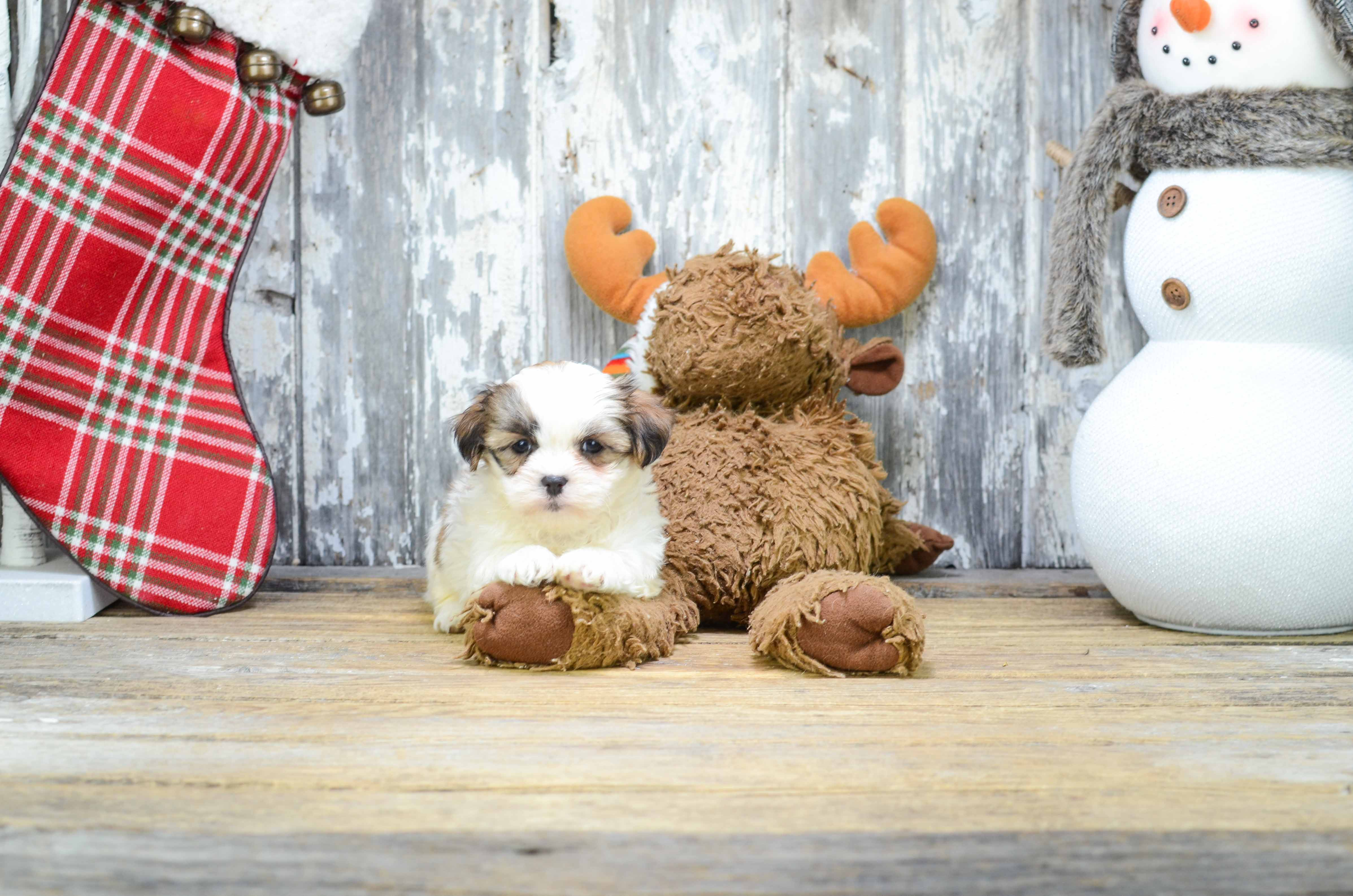 Best Teddy Bear Baby